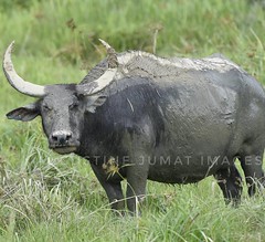 'Bagai kerbau runcing tanduknya' Maksud:- Orang yang terkenal kerana jahatnya.  #wildlife #telipok  #nikon  #300mm  #kerbau