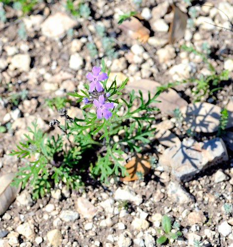 pipecreek texas usa texaswildflowers weeds purple nikon nikond3 nikondslrcamera nikonafnikkor180mmf28difedlens bwfpro72mmuvhaze1xfilter bokeh