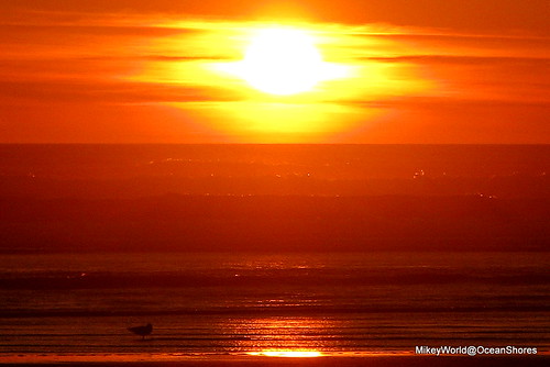 sunset orange sun bird seagull 13th oceanshores shorebird mikeyworld