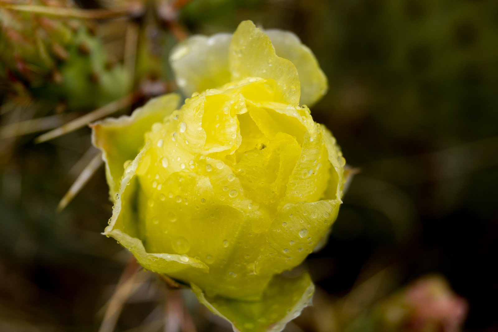 1404 Cactus Flower in the Rain