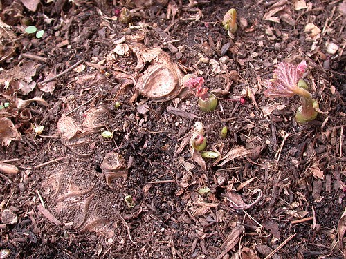 Begonia emeiensis