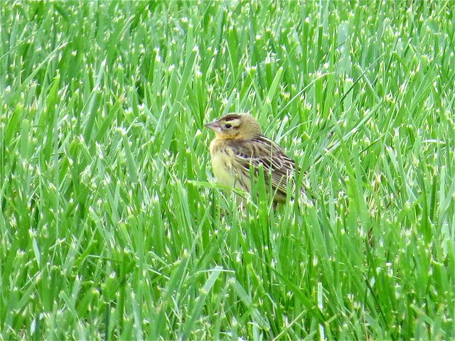 Bobolink (female) at the Gridley Wastewater Treatment Ponds in McLean County, IL