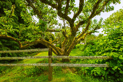 tree fence appletree pacificcounty longbeachpeninsula oystervillewa