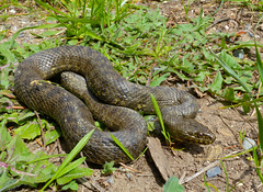 Viperine Snake (Natrix maura) - Photo of Mélagues