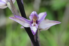 Violet Limodore - Limodorum abortivum