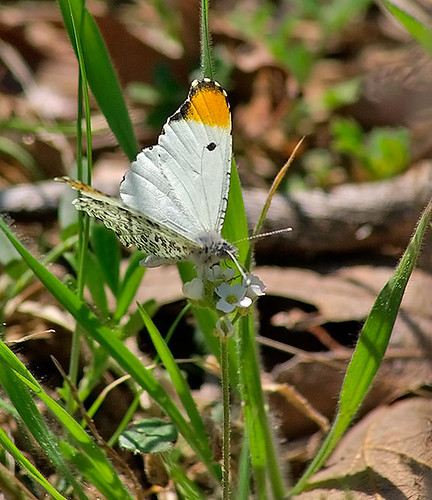 nature butterfly insect texas wildlife lepidoptera decatur lbjgrasslands falcateorangetip