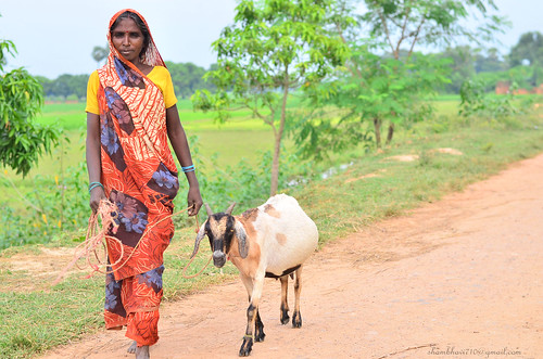 woman rural village goat villagewoman
