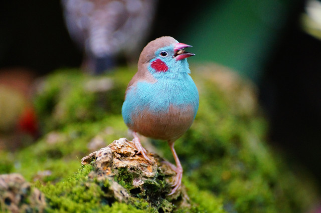 Red-cheeked Cordon-bleu in QE Park Bloedel Conservatory
