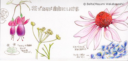2014_07_05_flower_02_s