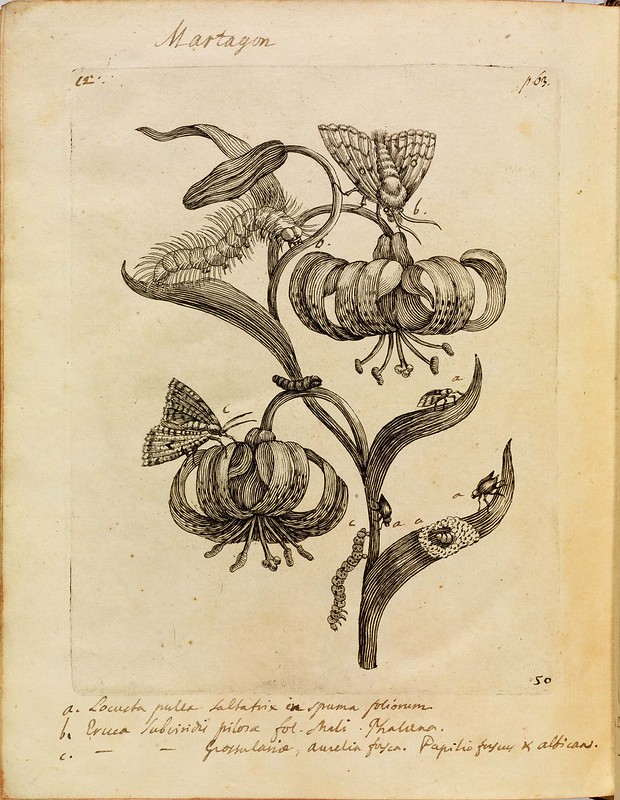 historical science B+W + colour engravings-illustrations of butterflies, bees, moths + plants + flowers in-situ (1700s)