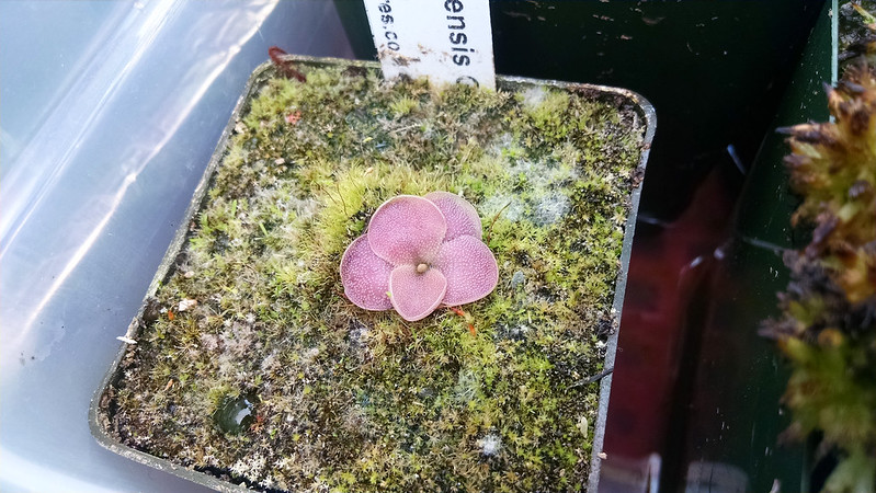 Pinguicula moranensis with pink leaves.