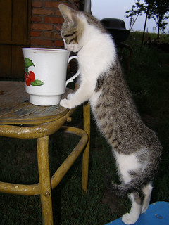 Kitten and Cup