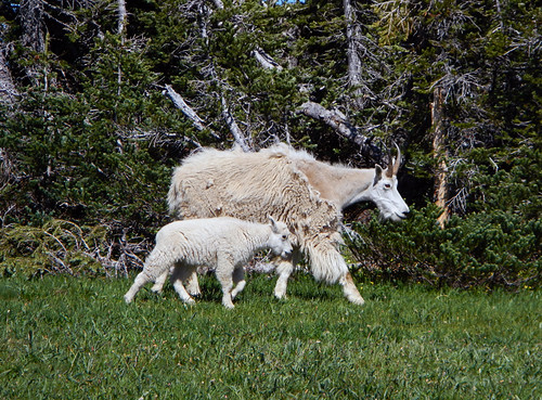 White Mountain Goats on Hurricane Ridge, Washington