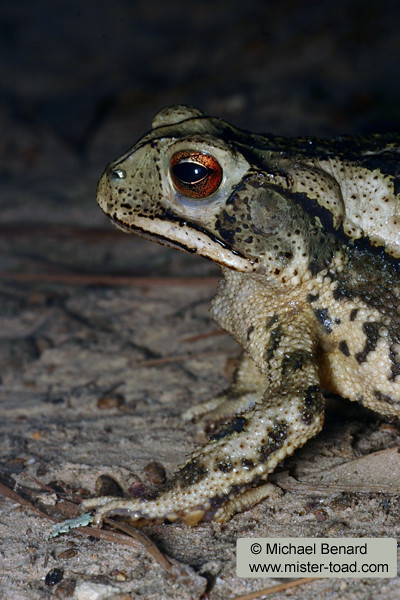 Side Portrait Gulf Coast Toad