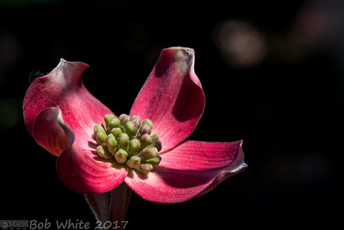 california norcal suttercounty yubacity spring flowers workplace dogwood