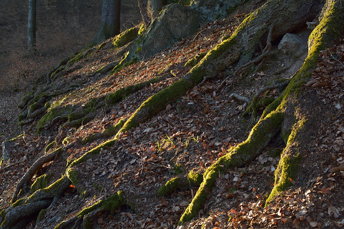 beech forest tree roots sunset evening