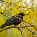 Cross-billed Crow