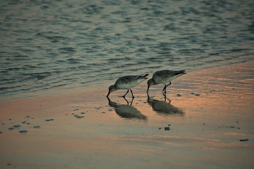 sunset birds feeding florida shore daytonabeach daytona willet tringasemipalmata mikemccallphotography ©2014mikemccall