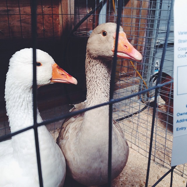 Okay. We're absolutely getting some American Buff geese, someday. We all fell in love with these sweethearts.
