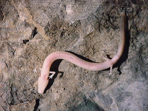 Olm - photo from the internet