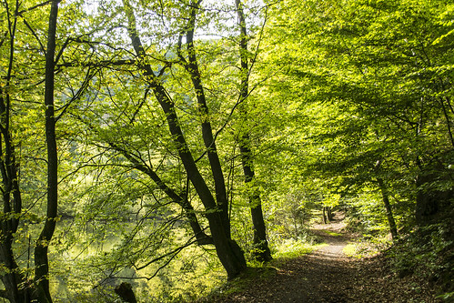 deutschland wald bäume bergischesland nordrheinwestfalen radtour remscheid wupper wipper wuppertalsperre herbstremscheidnordrheinwestfalendeutschland