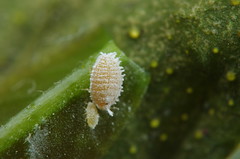 臀紋粉介殼蟲，圖片攝影：李鍾旻。