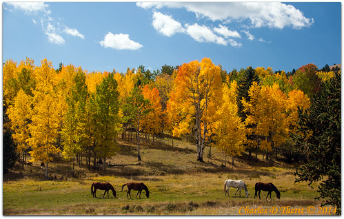 1400 35350mm 5d 5dclassic 5dmark1 5dmarki 60mm 80 aspen aspens autumn canon colorado coloradosprings ef353503556lusm eos5d explore fall hollywood horses image landscape meadow northamerica orange photo red season superzoom unitedstates usa victor yellow 2014 ngc co color topawardersl1 best wonderful perfect fabulous great pic picture photograph