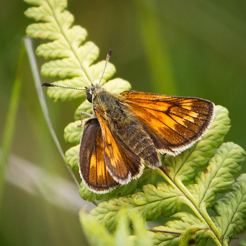 butterfly schmetterling ochlodessylvanus largeskipper rostfarbigerdickkopffalter tisterbauernmoor