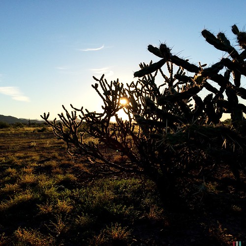 morning arizona cactus sun nature sunrise outside outdoors desert az sonorandesert cholla newriver hipstamatic lowylens blankofreedom13film