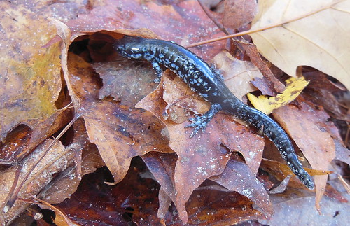 salamander macro nature lanarkcounty ontario canada nikon newt amphibian animal outdoor leaves leaflitter
