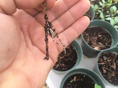 Goji Cuttings Rooted in 5 Days Flat!