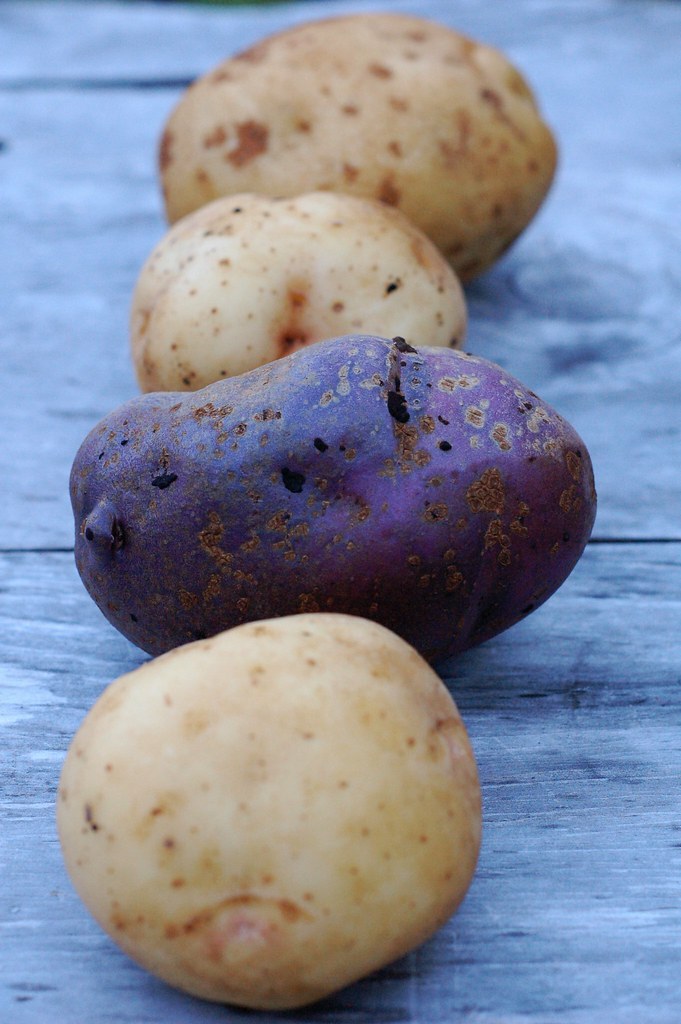Fresh potatoes from our plants and our CSA by Eve Fox, The Garden of Eating, copyright 2014