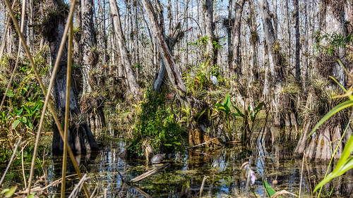 florida swamp everglades bigcypress nikond5200