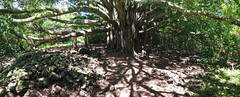 Giant banyan tree on the Pipiwai trail