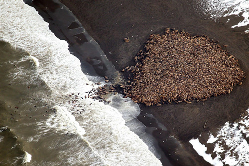 海象聚集在阿拉斯加海灘。（來源：South Bend Voice）