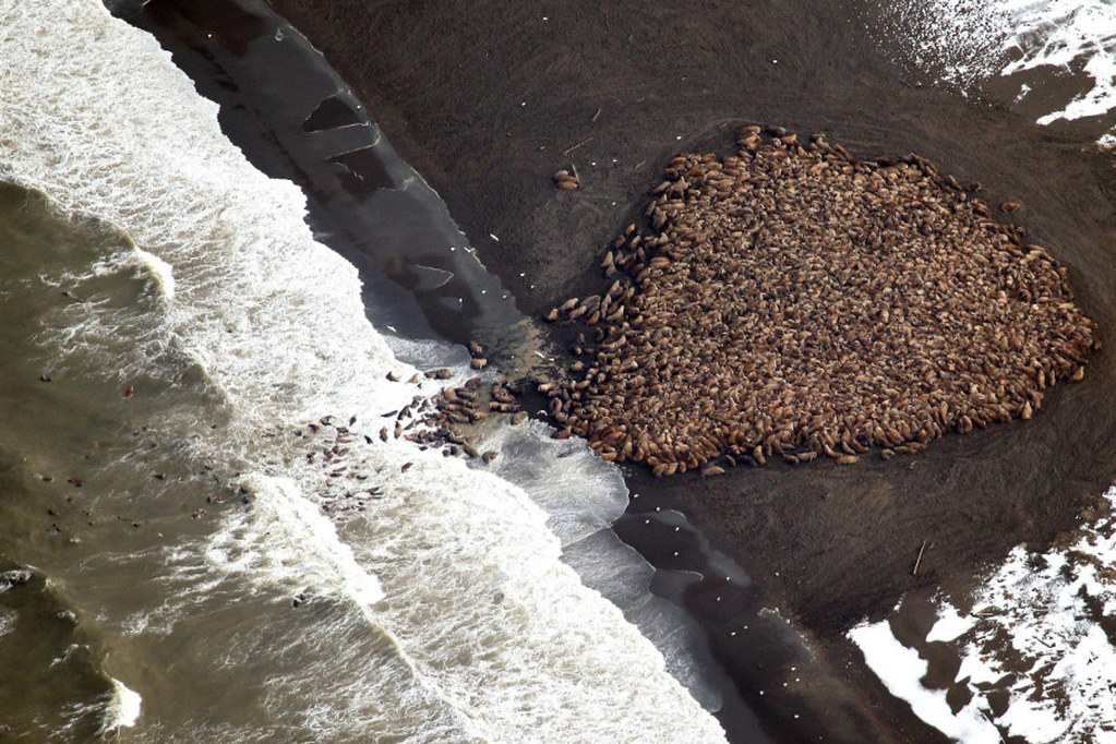 35,000 Beached Walruses in Alaska