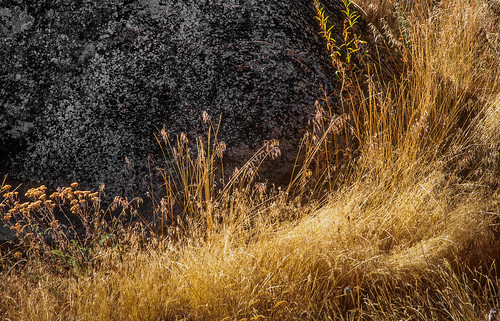 landscape naturalpattern driedgrass boulder trinterphotos richtrinter fineart easternwashington