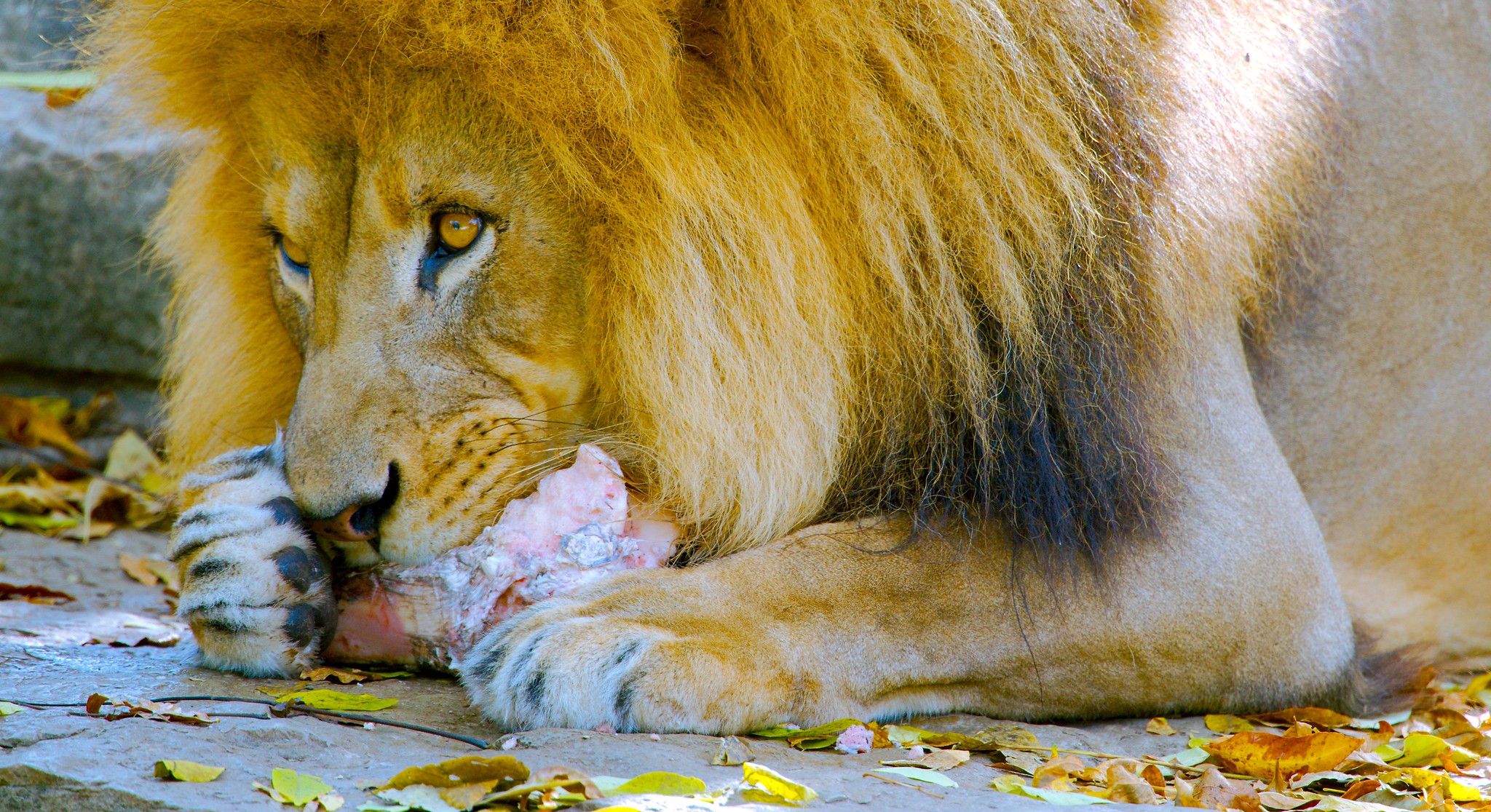 African Lion_4
