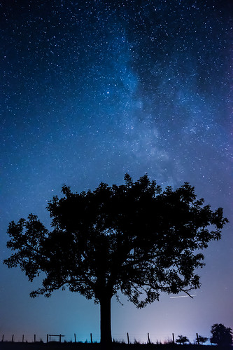 longexposure tree landscape deutschland nightsky landschaft baum saarland milkyway langzeitbelichtung nachthimmel mettlach milchstrase