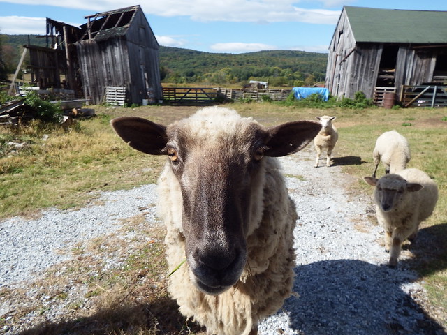 Smiling Sheep