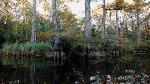 trees alabama swamp wetlands cypress baldwincounty ilobsterit byrneslake