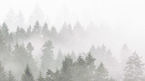 trees fog foggy nature outdoors moody pacificnorthwest canoneos5dmarkiii canonef100400mmf4556lisusm pnw scenic scenery layers johnwestrock washington