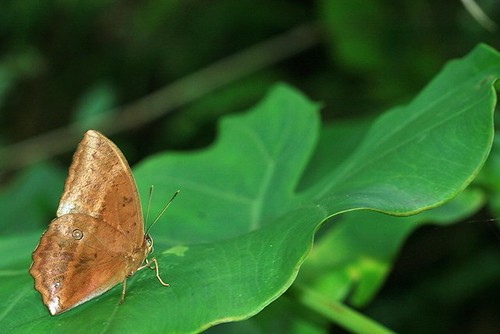 鳳眼方環蝶。圖片來源：黃裕文