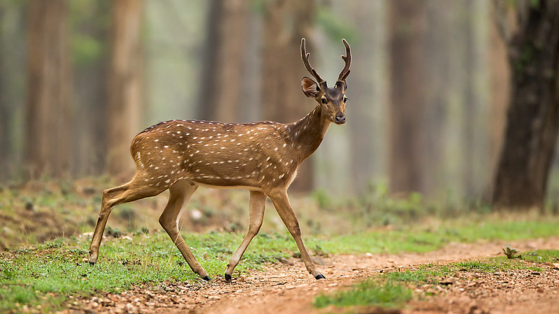 Deer-Crossing