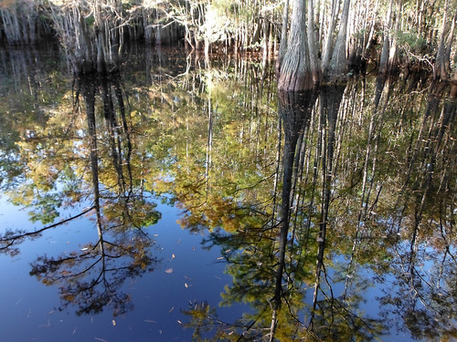 trees reflection alabama swamp wetlands cypress baldwincounty ilobsterit byrneslake