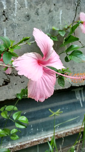 flower hibiscus