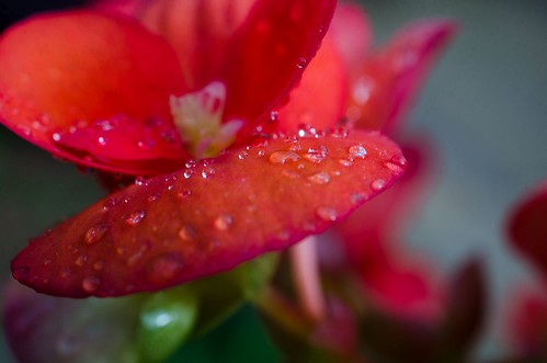 Begonias and raindrops