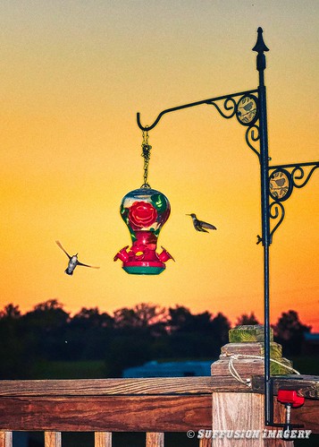 sunset birds nikon unitedstates kentucky hummingbirds bloomfield bardstown sigma70300mm d7000