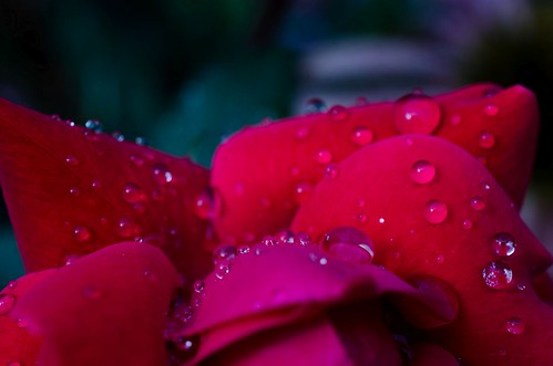 Roses and raindrops