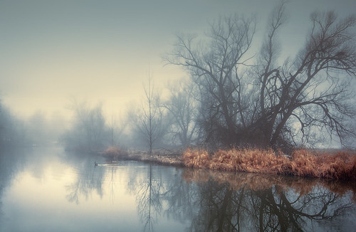 mist fog river reflections creditriver blue yellow geese morningmist